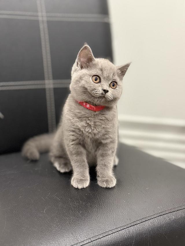 บริติช ช็อตแฮร์ สีบลู รูปที่ 6