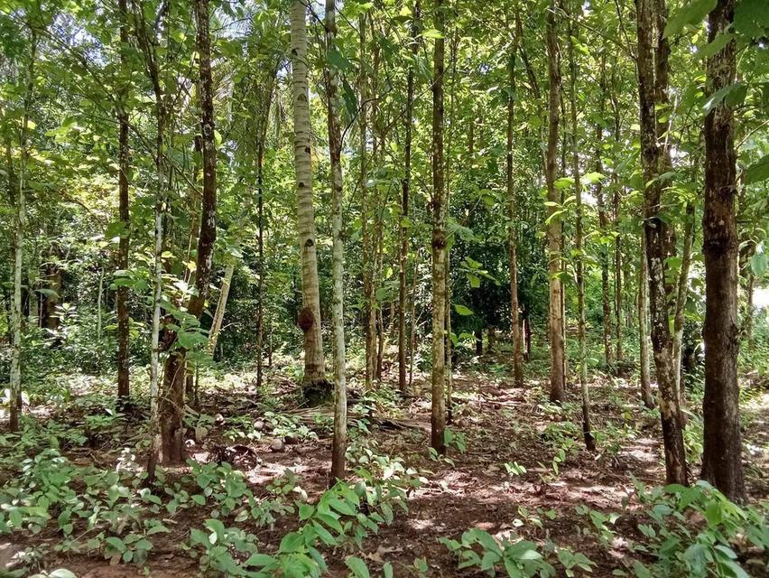 ที่ดินพร้อมสวนสัก อ.น้ำปาด จ.อุตรดิดถ์ 8