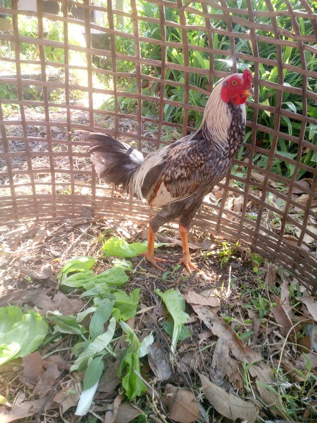 ไก่ชนไก่ตีไก่ชนไก่ตีไก่ชนไก่ตีไกชน รูปที่ 4