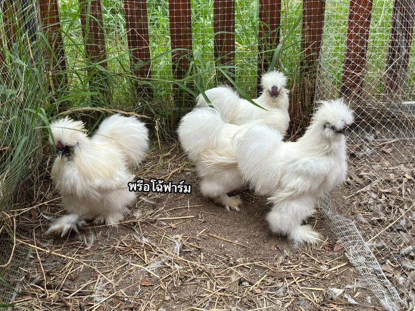 ไก่ซิลกี้ Silkie (ตัวผู้)