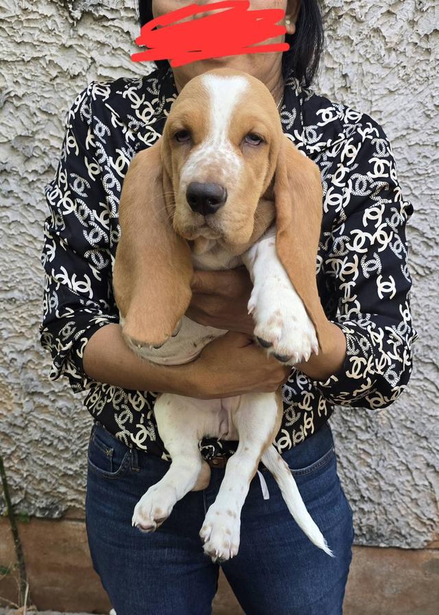 บาสเซ็ตฮาว์ดใบเพ็ดสมาคมพัฒนาพันธุ์สุนัข รูปที่ 4