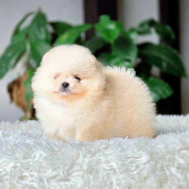 ปอมเมอเรเนียนแท้ เพศเมีย พร้อมย้ายบ้าน รูปที่ 4