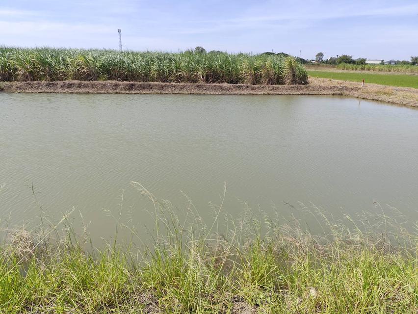 Sale large land 9.3 Rais suitable for projects or building house etc, can be subdivided Kamphaeng Saen District, Nakhon Pathom Province near Bangkok 4