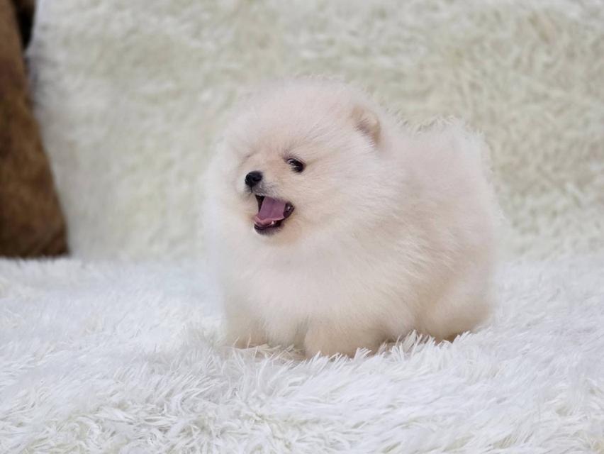 ปอมเมอเรเนียนแท้ สีขาว และสีขาวครีม เพศผู้ พิกัดรามอินทรา