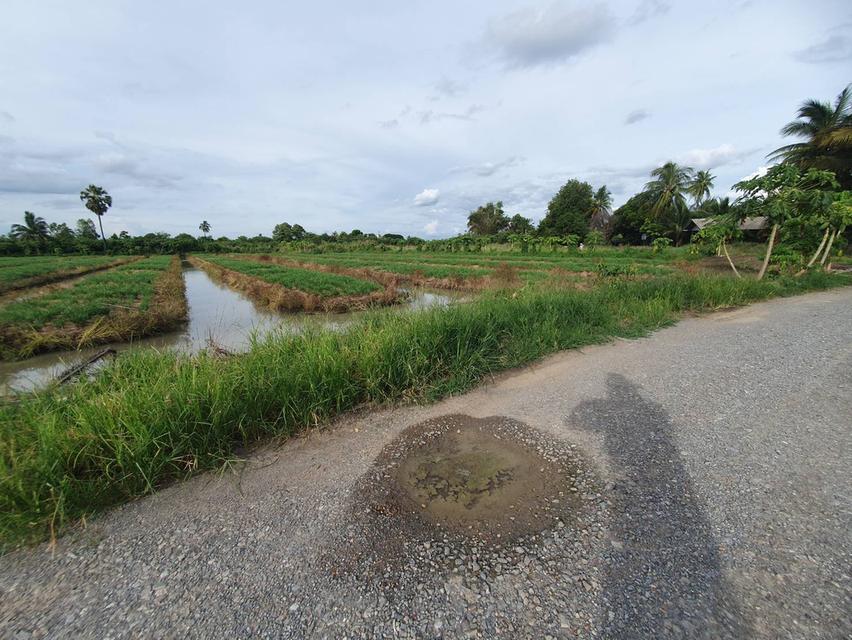 ขายที่ดินใกล้วัดกลางบางพระ นครชัยศรี  มีน้ำทำสวนตลอดทั้งปี ยกร่องไว้แล้ว ไร่สวยมาก ใกล้กรุงเทพฯขึ้น M81 ใกล้ไร่มาก เจ้าของขายเอง 4