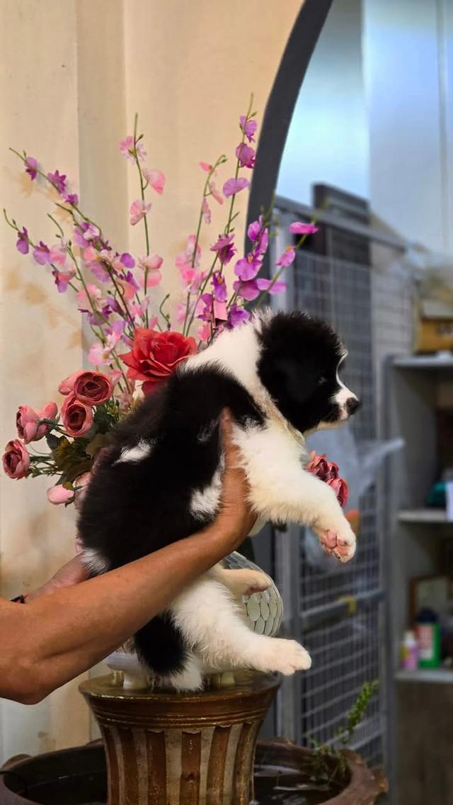 ขาย Border Collie หมาน้อยขนฟู 4