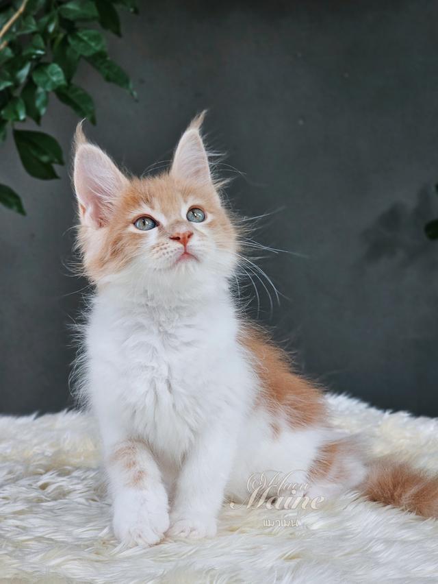 ลูกแมวเมนคูน เพศเมีย