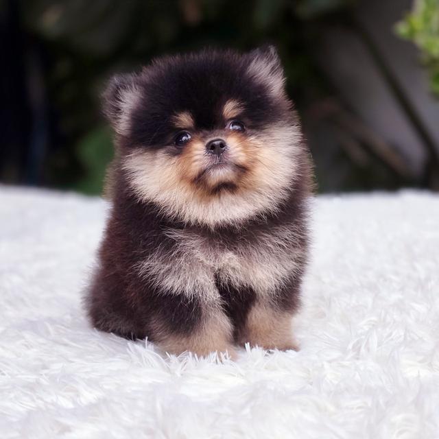 น้องขุนศึก ปอมแท้ไซส์เล็กสีแบล็คแทนเพศชาย 2