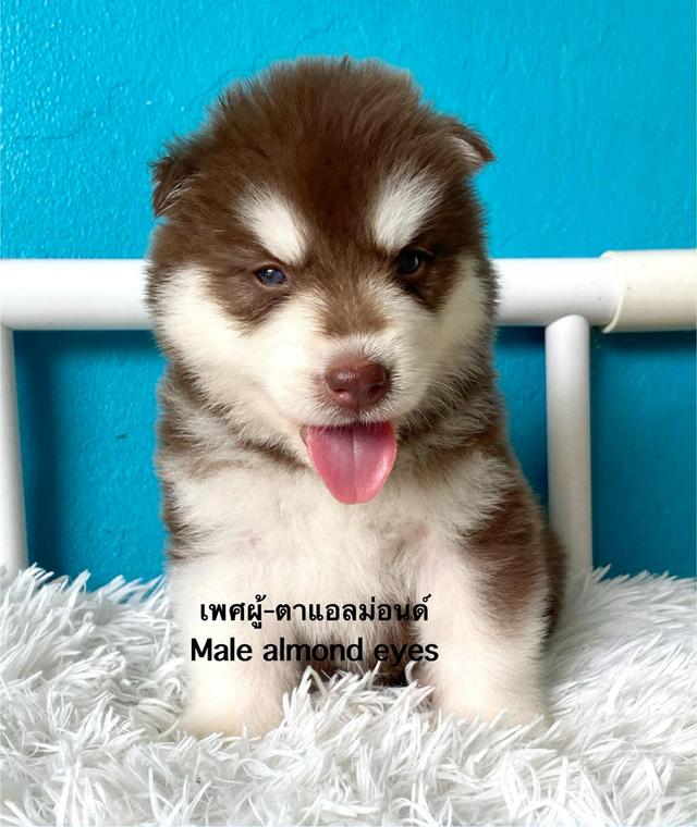 ไซบีเรียเรียนวูดลี่