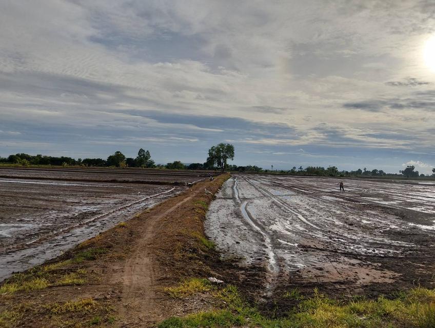 ขายที่ดิน 3 แปลง จังหวัดชัยนาท 4