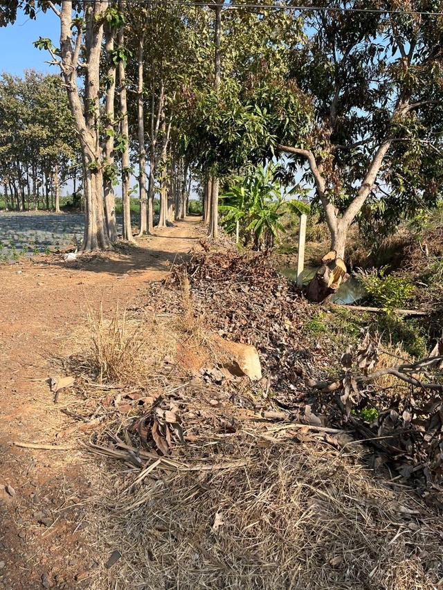 📢 ขายที่ดินทำเลทอง 5 ไร่ ติดถนนดอนแขวน-โคกกรวด (ครบุรี-เสิงสาง)  ​เหมาะสำหรับสร้างปั๊มน้ำมันขนาดใหญ่ (Standard PTT Station) / Community Mall / ศูนย์ก 7