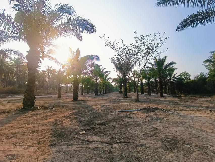 ขายที่ดินทับสะแกแลนด์ 5-3-96 ไร่ ติดถนนสายเอเชีย ทำเลทอง ราคาสำหรับนักลงทุน เพชรเกษมขาล่องใต้ ประจวบคีรีขันธ์ 9