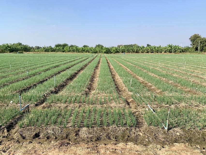 ขายที่ดินสวย2แปลง รวม26ไร่เศษ ใกล้มอเตอร์เวย์ สภาพแวดล้อมดี เหมาะทำเกษตร,ลงทุน,จัดสรรหรืออื่นๆ คมนาคมสะดวก 7