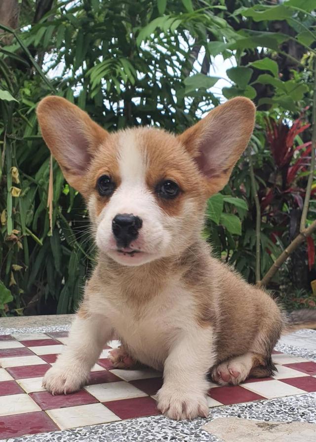 ลูกสุนัข Corgi เพศผู้ 2