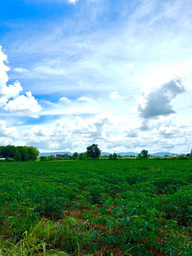 ที่ดินเปล่า 10 ไร่ เขาใหญ่ ปากช่อง 3