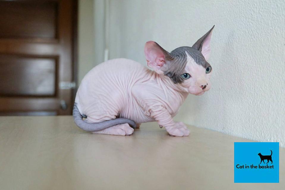 23.แมวสฟิงซ์(Sphynx Cat) 1