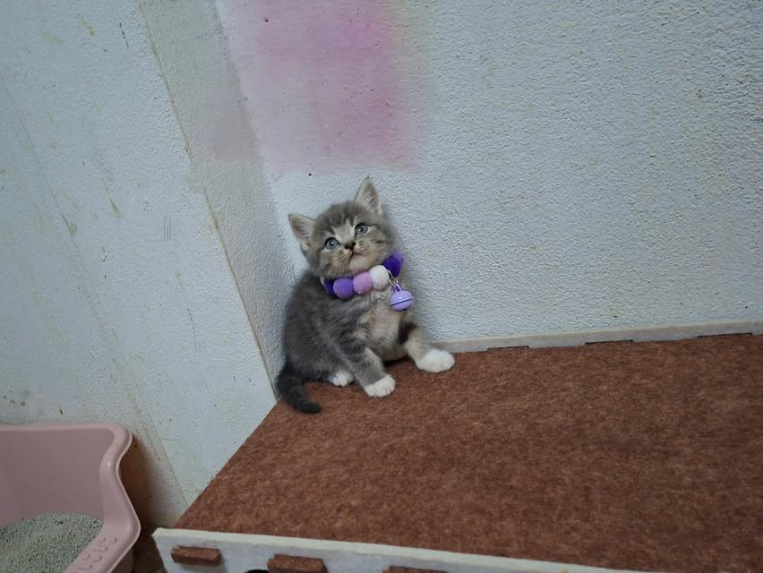 แมวสก๊อตติช ชาย1หญิง1 รูปที่ 4