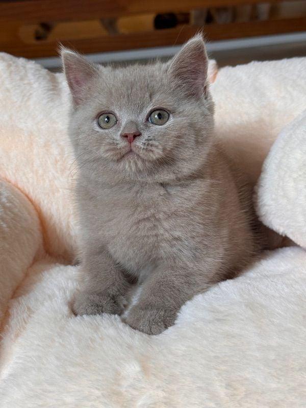 ส่งต่อน้อง British Shorthair