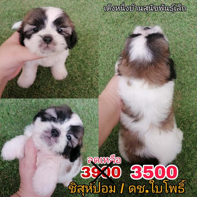 ด่วน!! เริ่ม2500 ชิสุห์ผสมพร้อมย้าย เกรดสวย คอลดูได้ทุกตัว