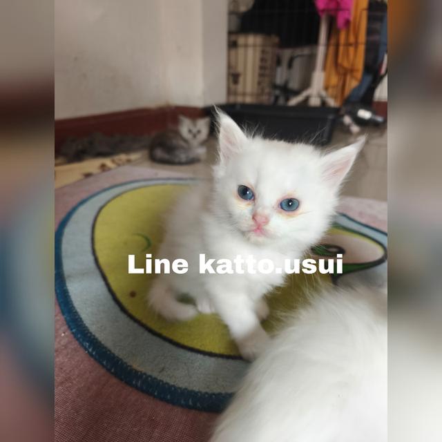 ลูกแมวเปอร์เซีย 