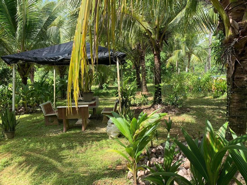 บ้านพร้อมที่ดินโฉนดติดวิวเขาใกล้ทะเล 9