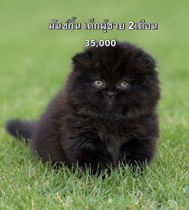 แมวมันช์กิ้น รวมเด็กๆมันช์กิ้นทั้งหมดของฟาร์ม 11