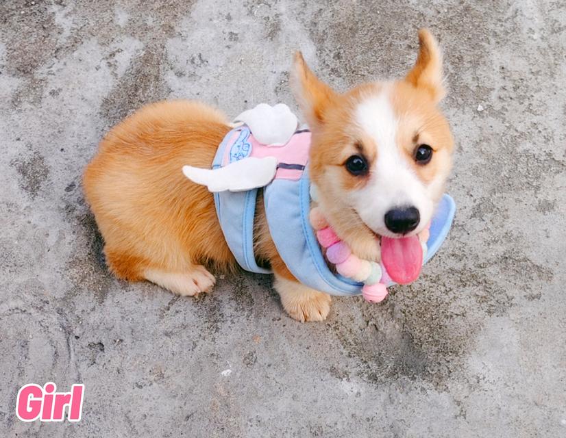 คอร์กี้พร้อมย้ายบ้านครับ 16