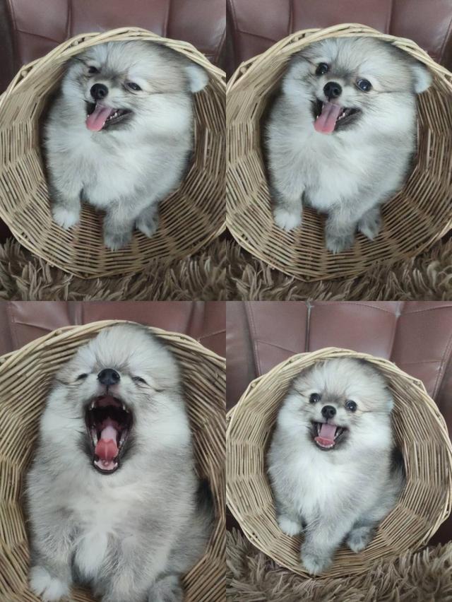 สุนัขพันธ์ปอมเพศหญิง