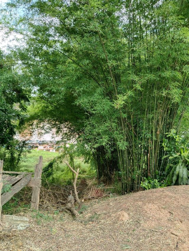 บ้านริมน้ำพร้อมกระชังเลี้ยงปลาและสวน 7