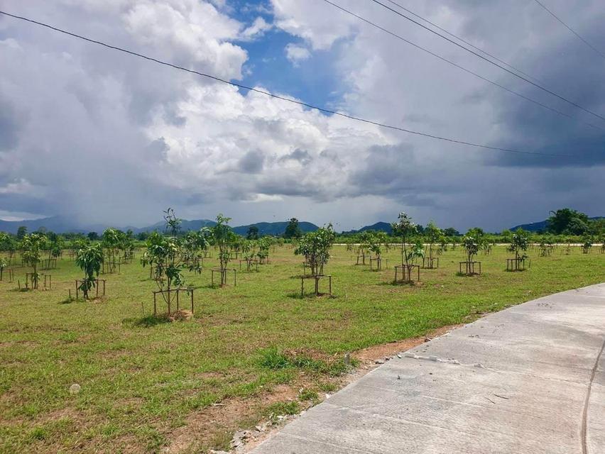 หลุดจอง ที่ดินพร้อมสวนมะม่วง อ.บ้านไร่ จ.อุทัยธานี 1
