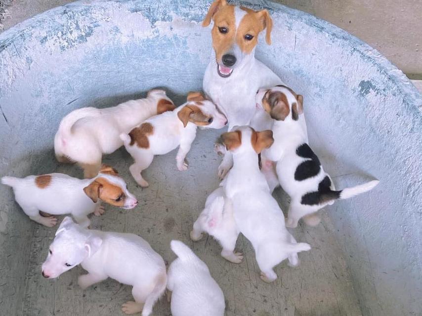 Jack Russell Terrier Puppies | WhatsApp me : +66 63 826 3042