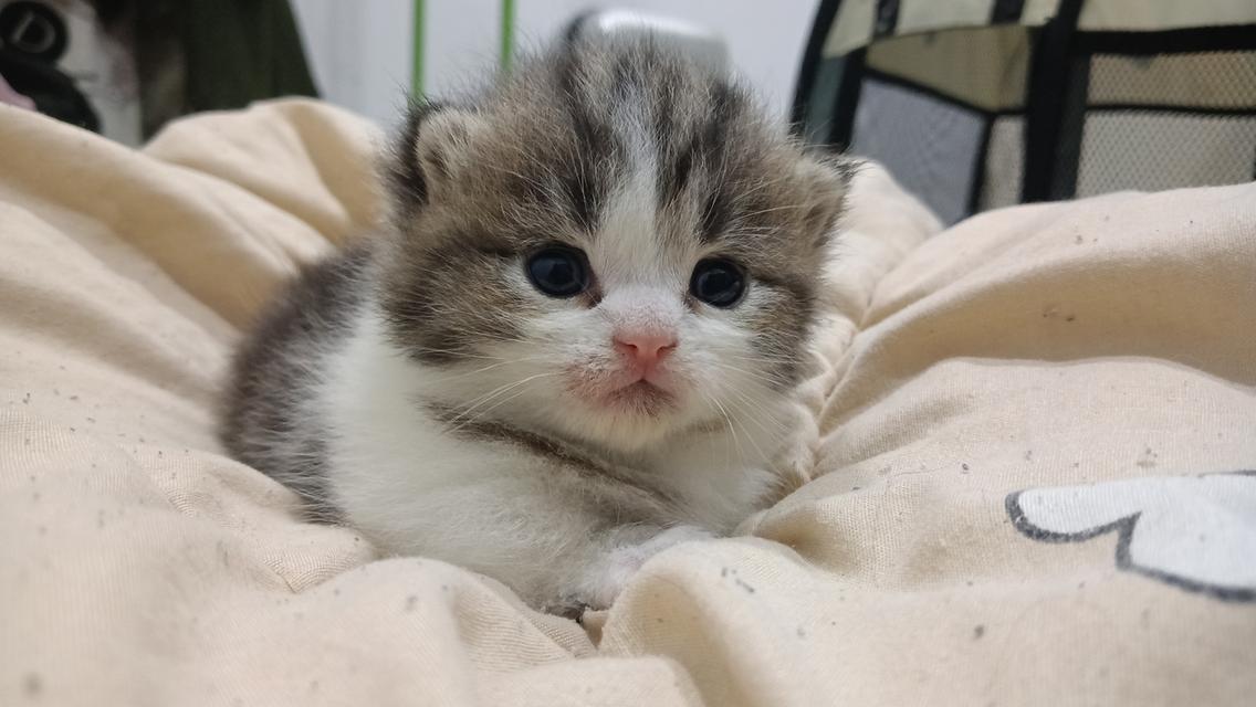 น้องแมวมัชกิ้นขาสั้น