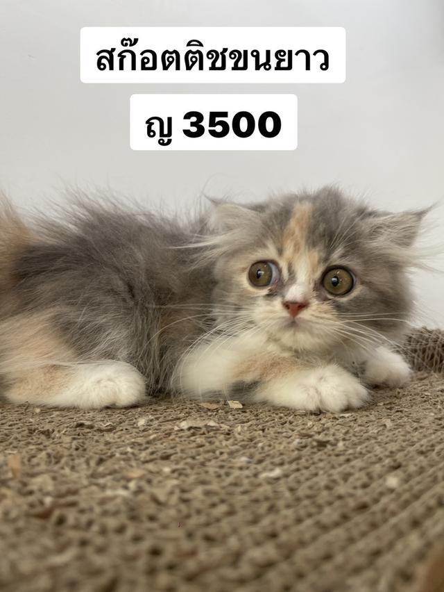 แมวสกอตติชขนยาว หญิง 3500