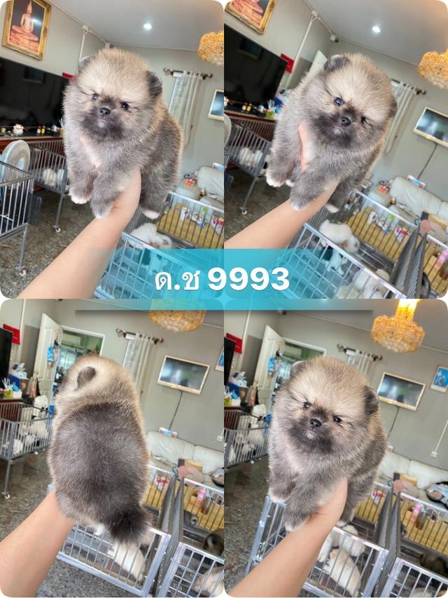 สอบถามได้ ลูกปอมแท้ อายุ2เดือน พร้อมย้ายบ้าน