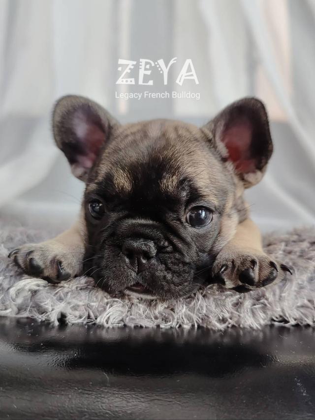 ZEYA เฟรนช์บูลด็อก เพศเมีย สีเซเบิล