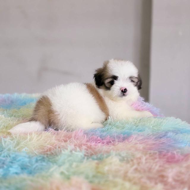 ชิสุผสมปอม เพศผู้ พิกัดรามอินทรา 9