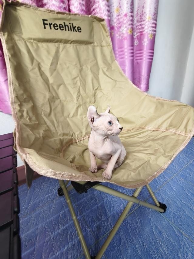 ดช.สฟิงซ์เอลฟ์หูพลิก รูปที่ 7