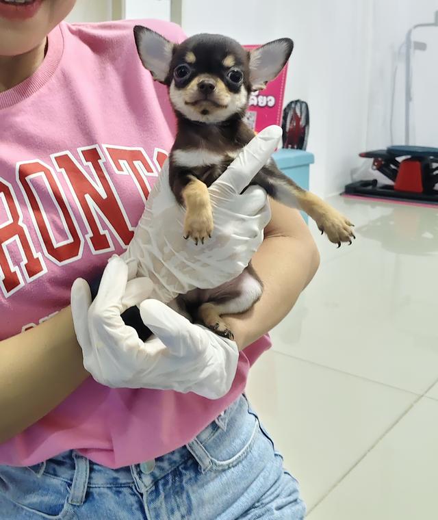 ชิวาวาไทยแลนด์เกรดสวย