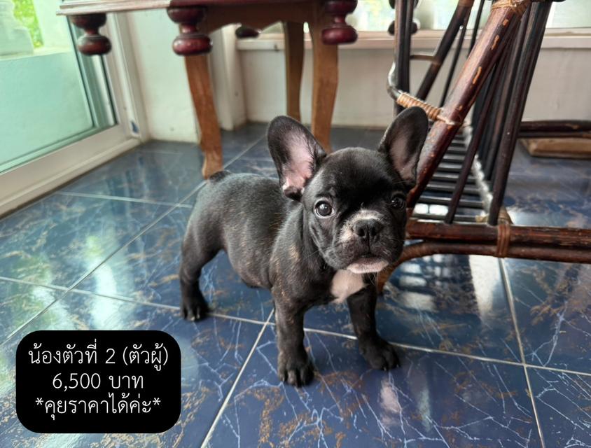 พยานรัก เฟรนบลูด็อกแท้ 100% 4