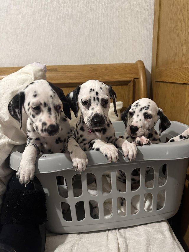 dalmatian puppies  WhatsApp me : +66 63 826 3042 รูปที่ 3