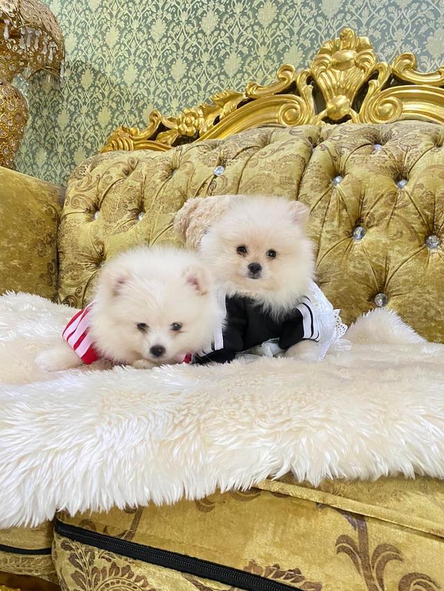 ลูกปอมแท้ อายุ2เดือน ราคาเบาๆ
