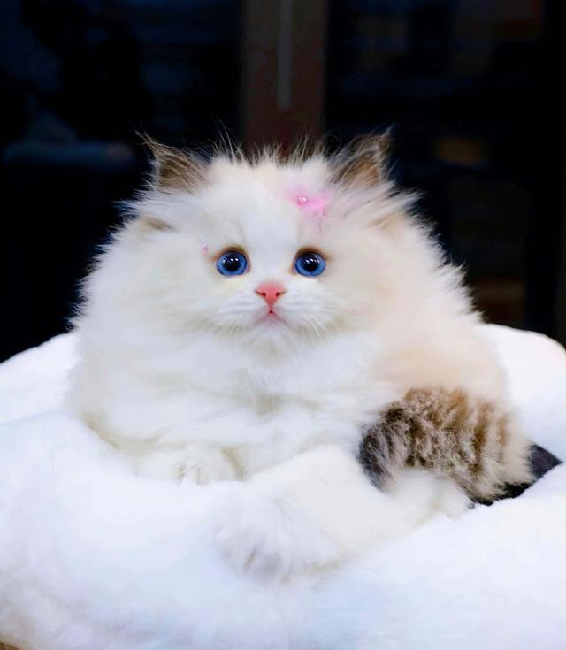 แมวทRagdollแร็กดอลว่างเด็กผู้ชาย1เด็กผู้หลักผู้หญิง1 4