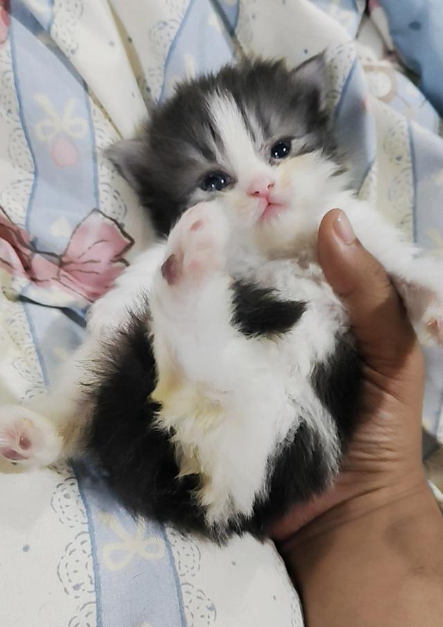 แมวเปอร์เซียแท้เพศชาย