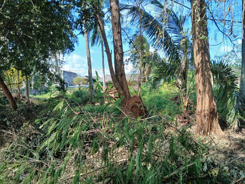 ขายที่ดินเปล่าโฉนด 1 งาน 14 ตร.ว. อยู่ในชุมชน ต.นาชะอัง อ.เมืองชุมพร ห่างศาลากลางจังหวัดเพียง 3 กม. ที่เนินปลอดภัยจากน้ำท่วม เจ้าของเองครับ 10