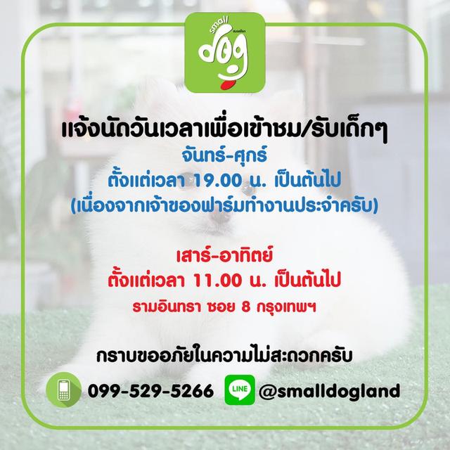 น้องวิลเลี่ยม ปอมหน้าหมีไซส์เล็กสีปาร์ตี้ฟอร์มสวยพร้อมย้ายบ้าน 10