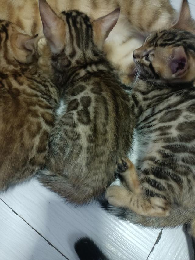 ลูกแมวเบงกอล Bengal Cat 5