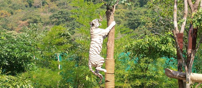 บริการก่อสร้างสวนสัตว์และพื้นปลอดภัย เพื่อทุกการเล่น รูปที่ 11
