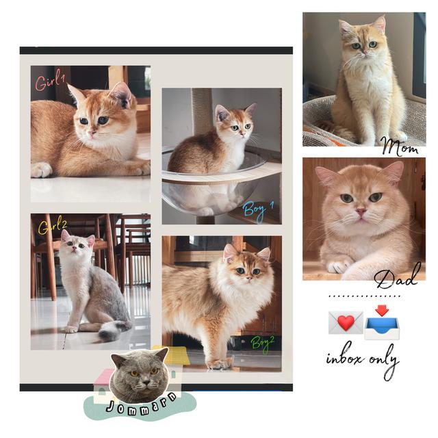 แมวบริติชแท้ คุณภาพฟาร์ม