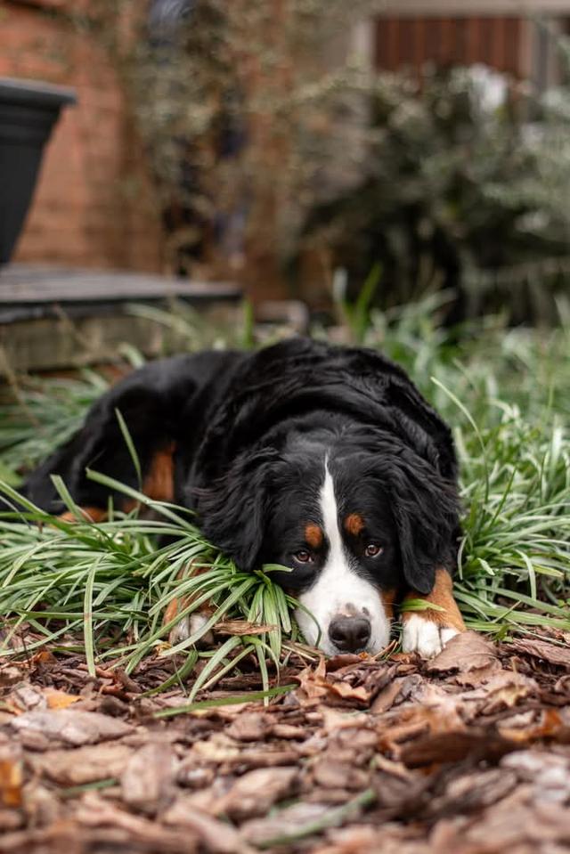 Bernese Mountain Dog พร้อมย้ายบ้าน 3