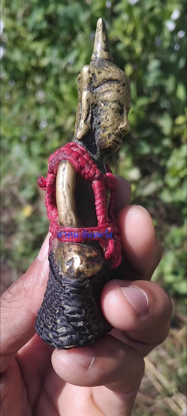 พญางั่งสุวรรณภูมินิ้วกระดก